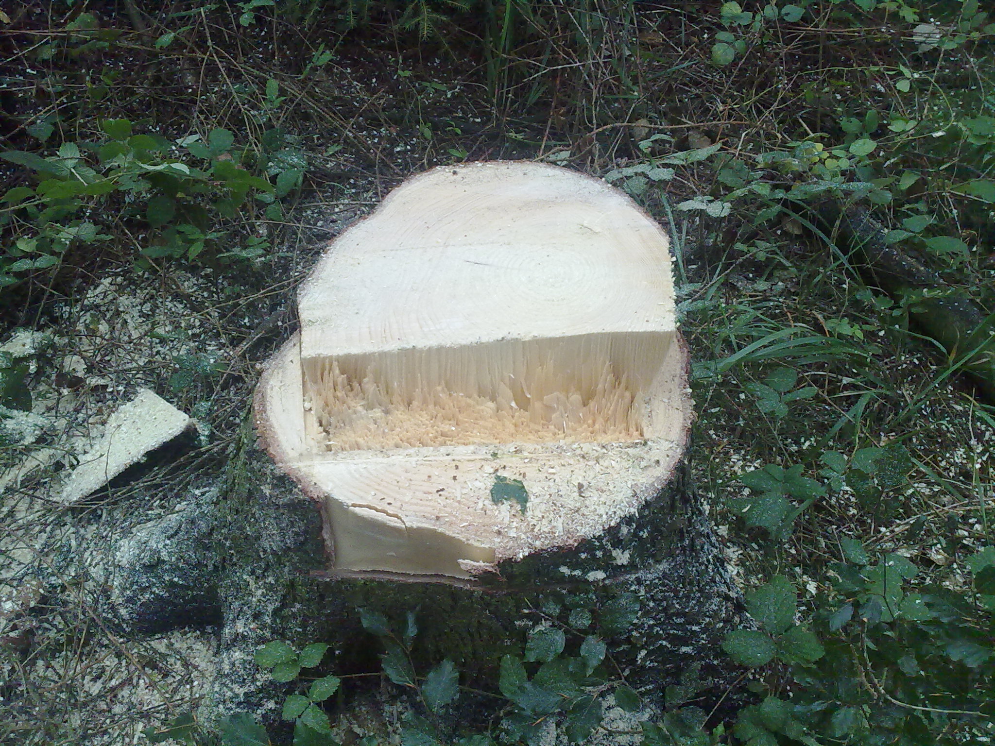 Forstwirt Timo Ketzer Forst- Und Gartenarbeiten