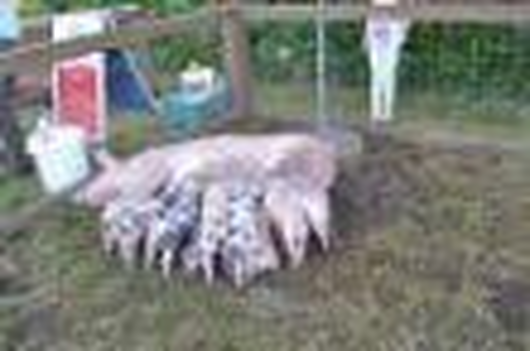 Kulturgesellschaft Bergen-Enkheim Mbh