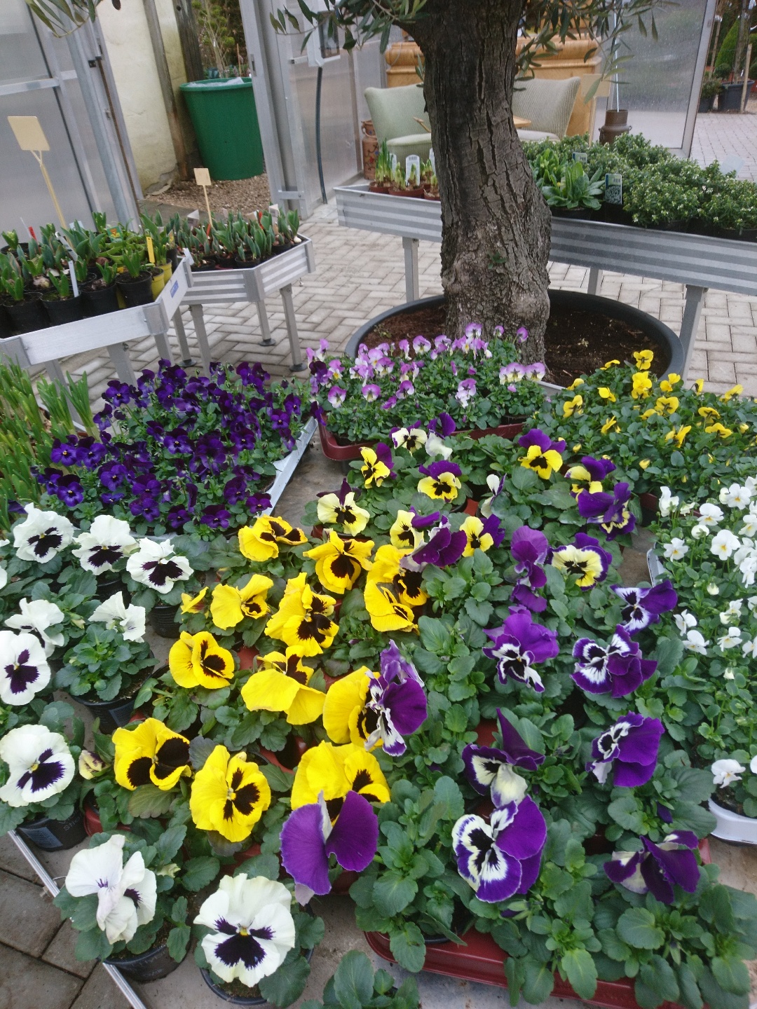 Baumschule Und Gartenbau Van Pütten Gbr