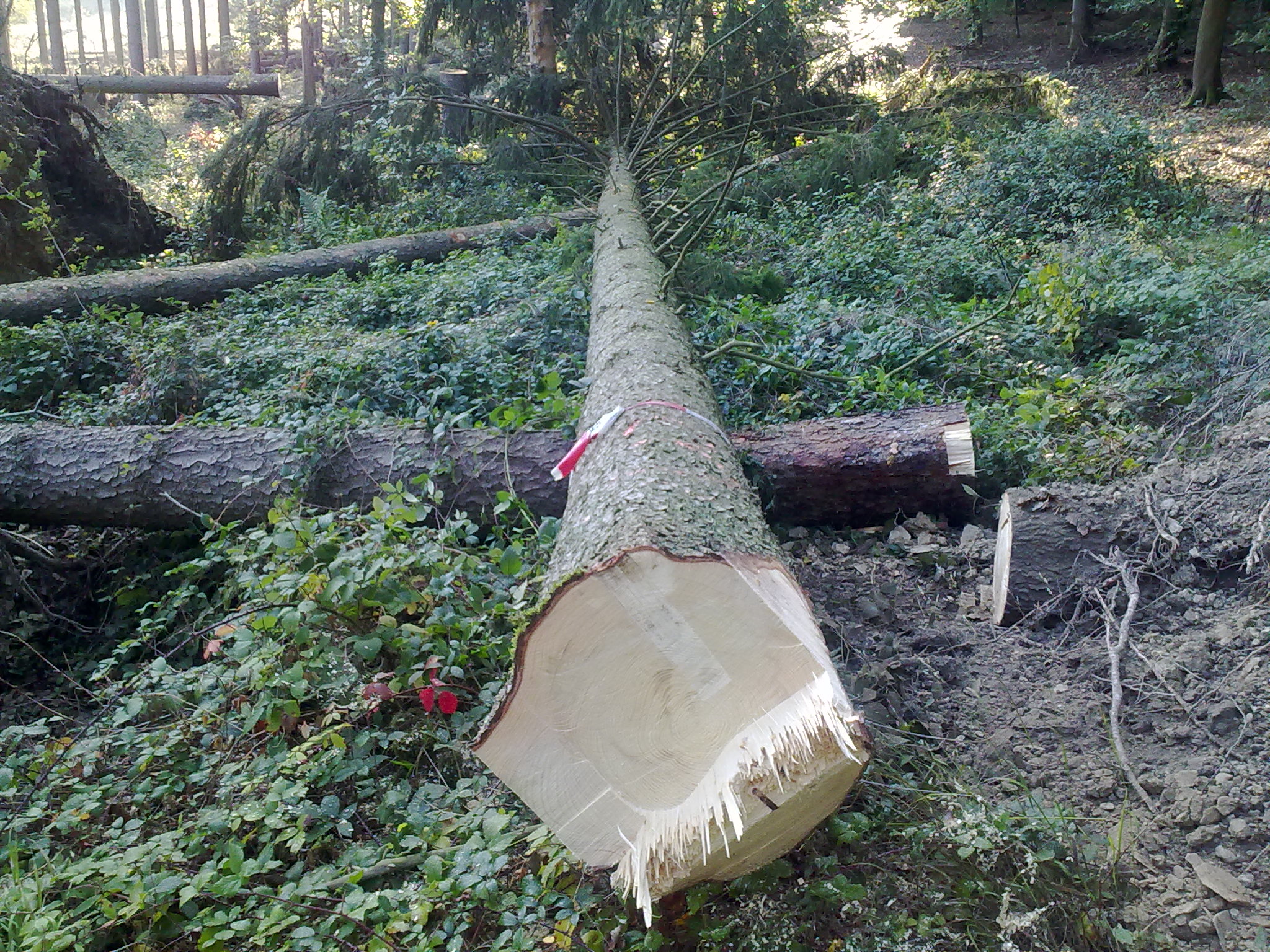 Forstwirt Timo Ketzer Forst- Und Gartenarbeiten