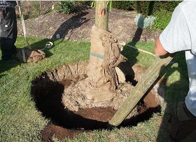 Gartenwerk Hubertus Koch Gartenbau