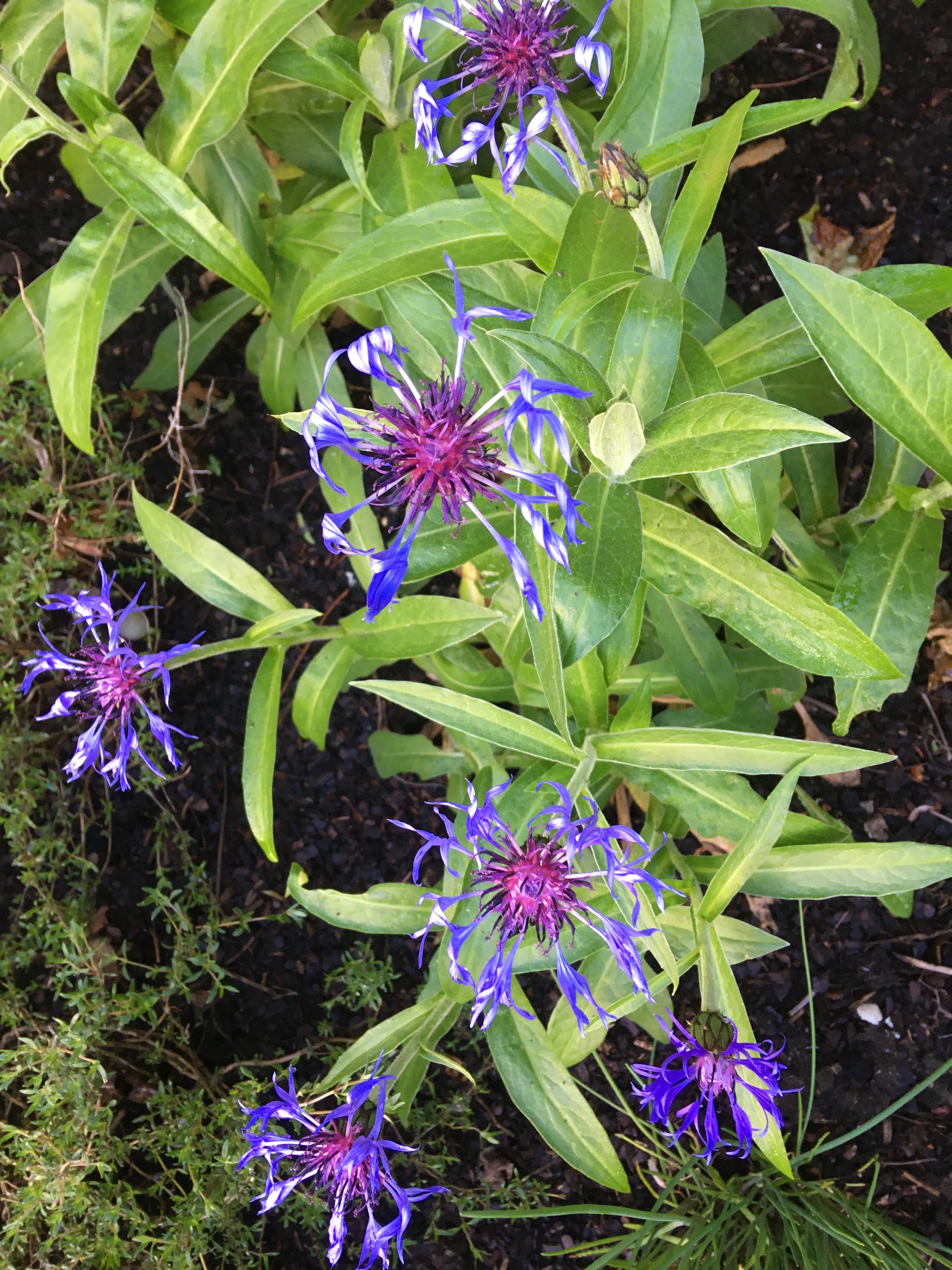 Reiter Die Blüten- & Gartengestalter Inh. I.Rau